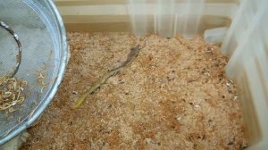 DSCN3919 Разведение Мучного червя для наших любимых певчих птиц.