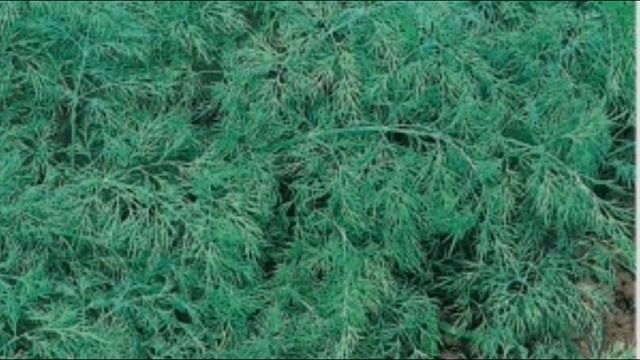 Аврора - самый душистый укроп смотреть онлайн