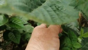 Прищипка на ремонтантных сортах ежевики.Краснодарский край 🌻🌻🌻