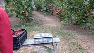 @Виноград Сенатор Павловского Отзыв о винограде