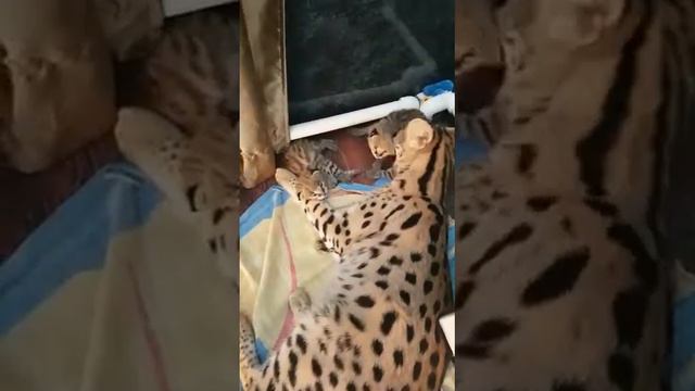 Малыши - Сервалы! смотреть онлайн