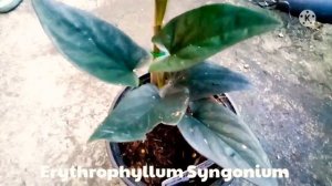 Most Expensive syngonium /rare syngonium