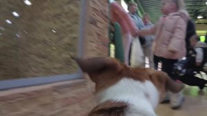 ПРОГУЛКА ГЛАЗАМИ СОБАКИ | 4 ДЖЕК РАССЕЛА НА ПРОГУЛКЕ | Darina Sweet