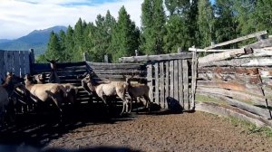 Поездка в Катон-Карагай
