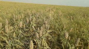 31.08.2018. NO-TILL сорго-десикация.