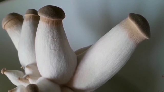 Культивируемые грибы - есть ли от них польза? Зимний опенок Фламмулина. смотреть онлайн