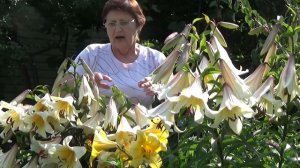 Лилии ТРУБЧАТЫЕ - роскошь цвета и аромата