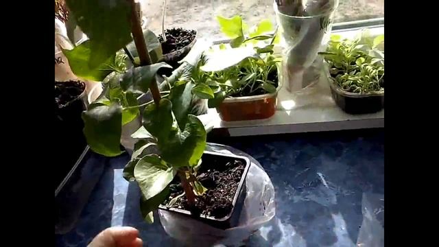 Рододендроны и Клематисы(мои новинки) смотреть онлайн