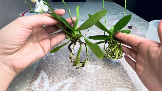 Пересадка крошек и отношение к чёрному🥸😁Tiny orchids are being repotted🪴 смотреть онлайн