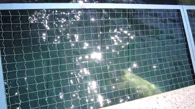 Белые медведи в зоопарке Новосибирска смотреть онлайн