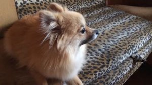 Собака чихает