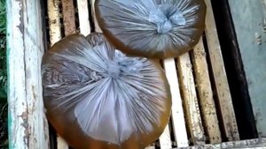 Закормка пчел сиропом при помощи пакета.  Первый опыт