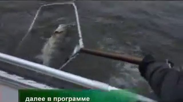 Рыбалка с Радзишевским - Мемориал Оскара Соболева 2011 смотреть онлайн