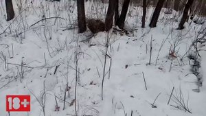 Охота на кабана с подхода! огромный СЕКАЧ!