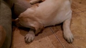 Виноватая собака :-) Guilty Labrador