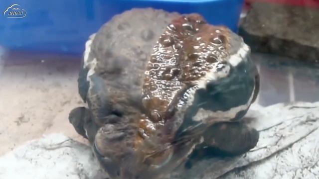 Что такое линька? Видеоурок. смотреть онлайн