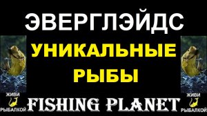 Уникальные рыбы Эверглейдса в игре Fishing Planet