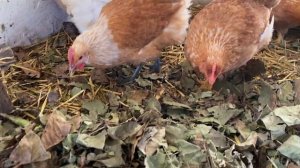 Чтобы добро не пропадало//Для чего использую листья грецкого ореха// Куры Мини мясные и Бресс Гальц