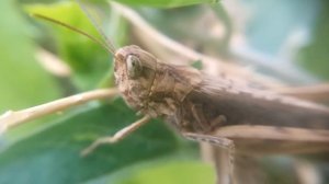 КУЗНЕЧИК (видео макросъёмка, под микроскопом увеличение 10 раз) grasshoppers zoom macro 10x