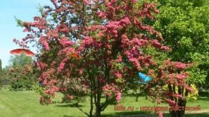 Боярышник обыкновенный Пауль Скарлет штамб ? обзор: как сажать, саженцы боярышника