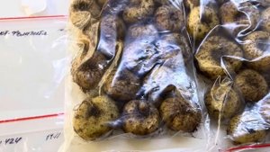 Глоксинии, разные условия выращивания,