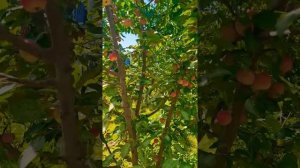 Райские яблочки в моём саду.