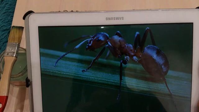 Хужожественно-эстетическое развитие, 3-5лет. ИЗО смотреть онлайн