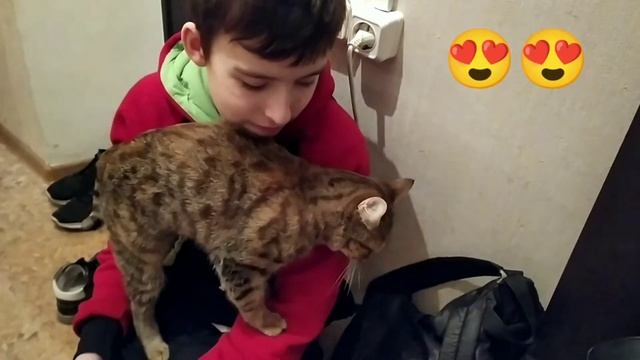 Кошка любит хозяина. #коты #любовь #ласка #друг #встречахозяина #дождалась #любимыйпитомец #cat