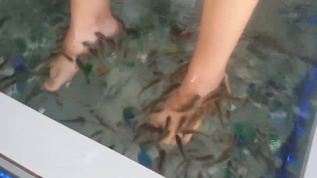Fish spa рыбками Гарра Руфа. Терапия рыбками Гарра Руфа. Набережная в Дагомысе. Отдых в Дагомысе. смотреть онлайн