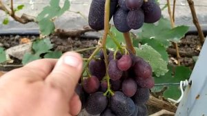 Виноградное ЧУДО в октябре!!!