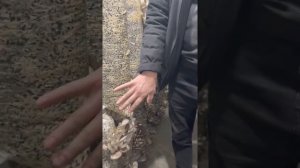 Выращивание вешенки по однозональной системе на зерновом мицелии фирмы Футар. Штамм К-17