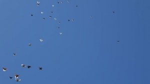 Полет Николаевских голубей 18.03.2019