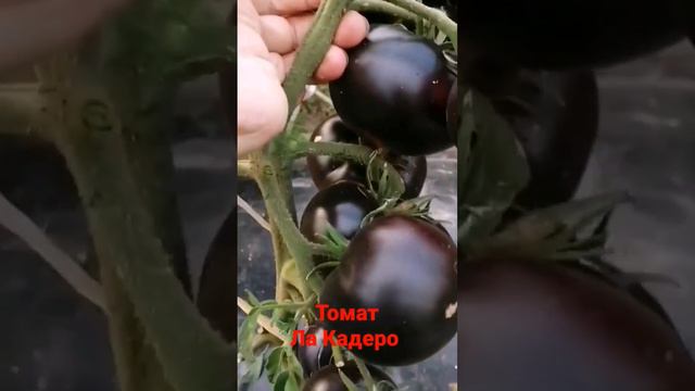 томат Ла Кадеро! Вкусный и урожайный томат! В открытом грунте!