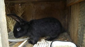 Можно ли кроликам яблоки. Кролиководство в домашних условиях