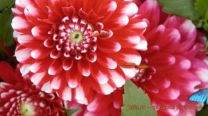 Георгина декоративная Литтл Тайгер (dahlia) ? обзор: как сажать, луковицы георгины Литтл Тайгер