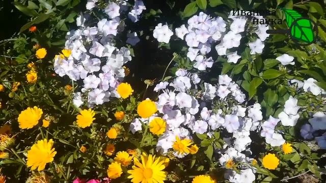 Короткая прогулка по участку. Почему у меня все хорошо растет и не болеет? Мой подход к садоводству