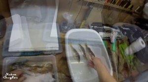 Холодное копчение окуня в домашних условиях