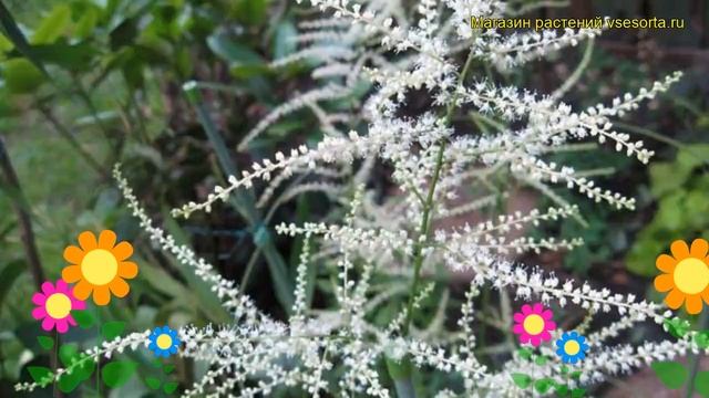 Волжанка петрушколистная Горацио. Краткий обзор, описание характеристик aruncus dioicus Horatio смотреть онлайн