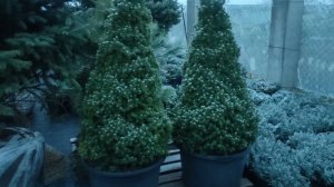 растения который будут жить в тени.растения тени выносливые