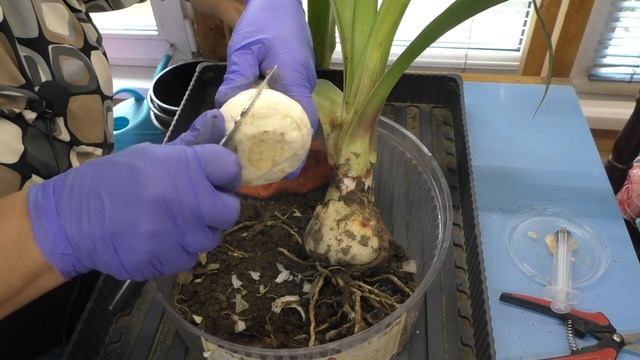 Гиппеаструмы после выращивания в открытом грунте. Обработка и дальнейшее содержание смотреть онлайн