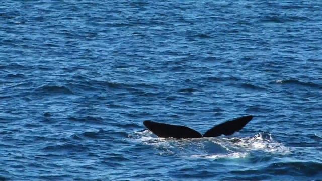 Antarctica's Southern Right Whales смотреть онлайн