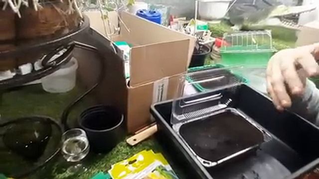 Когда сеять Петунию Ампельную ТОЧНЫЕ СРОКИ ПОСЕВА ПЕТУНИИ когда посеять чтобы зацвела в мае.mp4