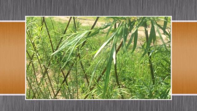 ПАВИВА Отзыв о живой изгороди из ивы от заказчика смотреть онлайн