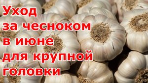 Чтобы головка чеснока была крупнее. Уход за чесноком_ поливы, рыхление, удаление стрелок, подкормка.