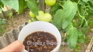 СРОЧНО дайте в августе ТОМАТАМ такую подкормку, они сразу обильно заплодоносят и дадут тонны урожая