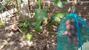 Первенец ранний- ранний , хрустящий , крупноплодный  виноград