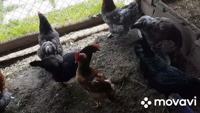 НУЖЕН ли Курам свет в курятнике летом? смотреть онлайн