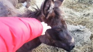 Мул учёный мул хороший. Зимний Влог. Животные на ферме.