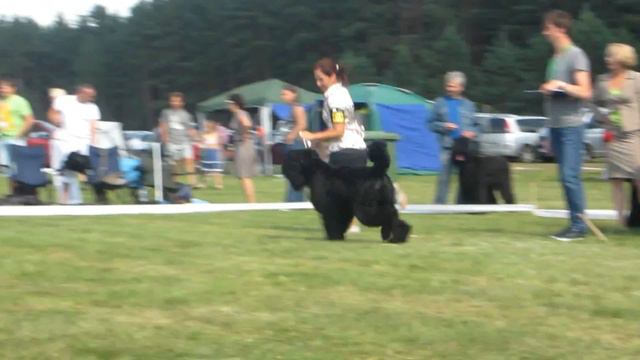 3.08.12 СРАВНЕНИЕ НА ЛУЧШУЮ СУКУ.MOV смотреть онлайн