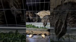 Трава перепелам